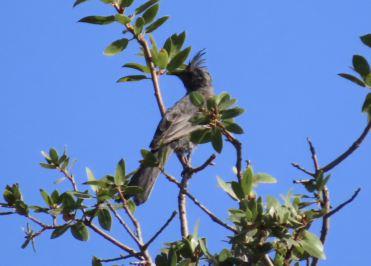 Phainopepla - ML642196245