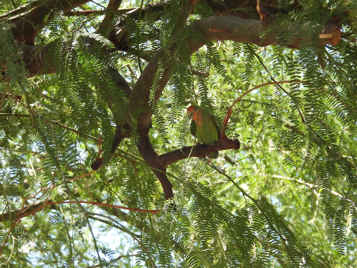 Rosy-faced Lovebird - ML642196246