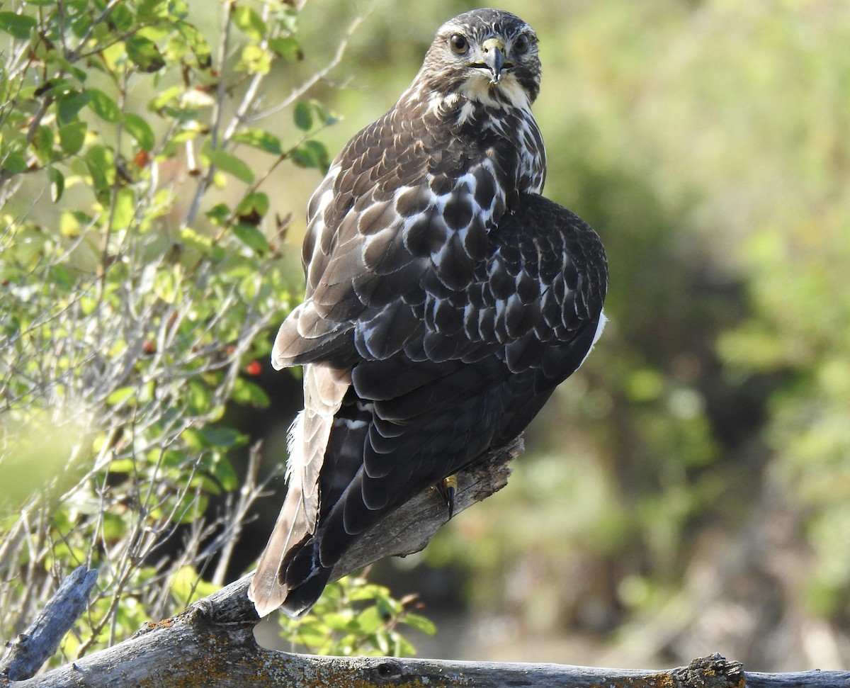 Broad-winged Hawk - ML642196247