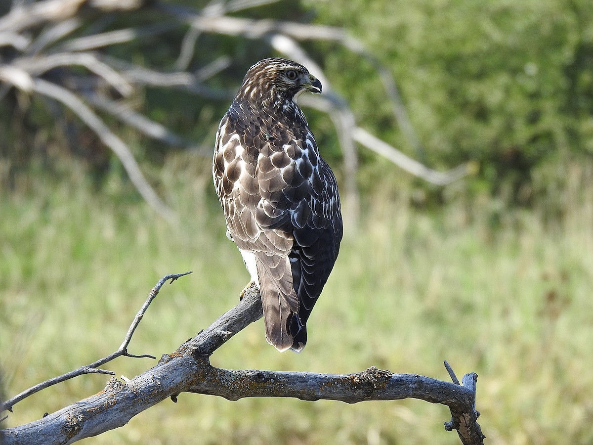Broad-winged Hawk - ML642196248