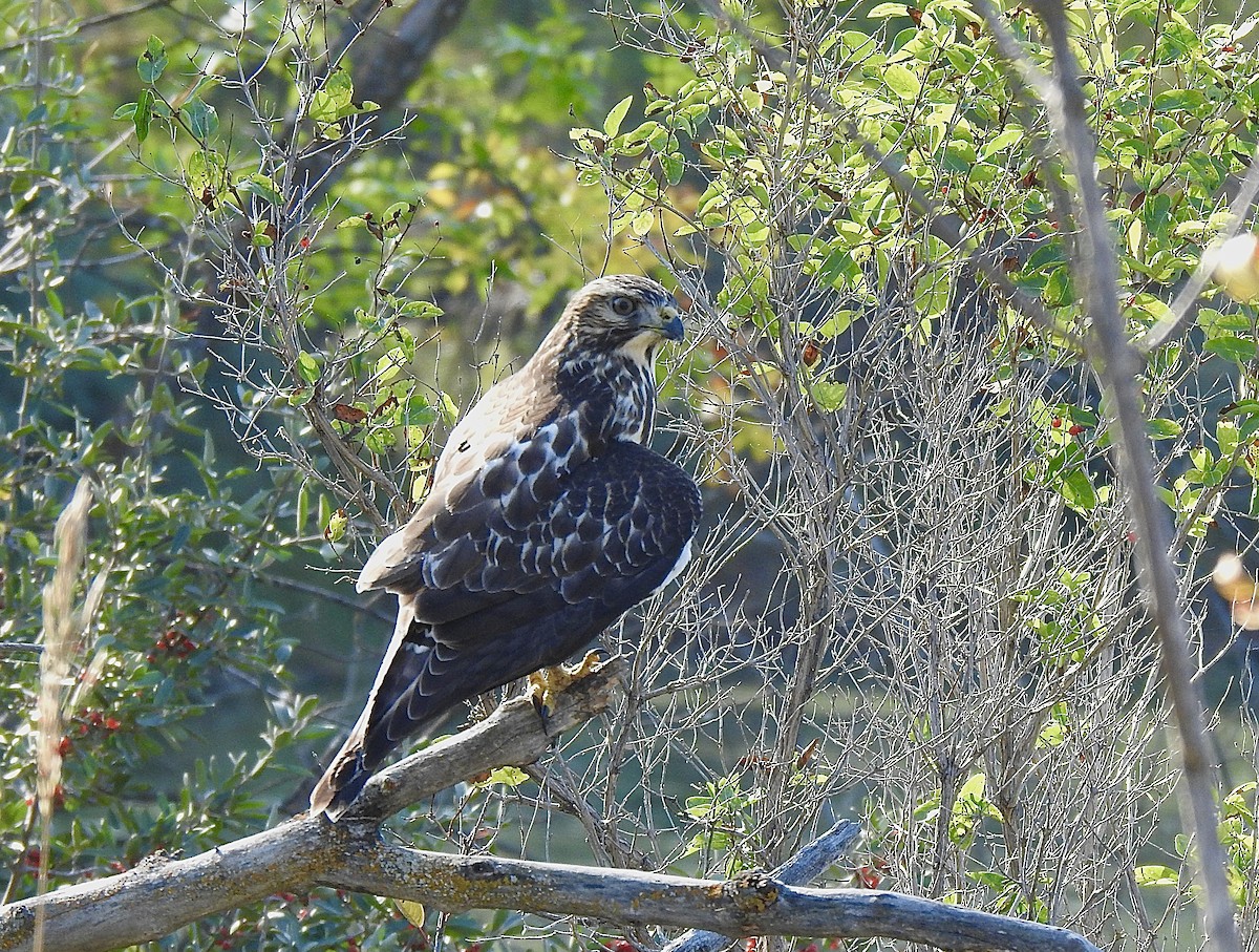 Broad-winged Hawk - ML642196249