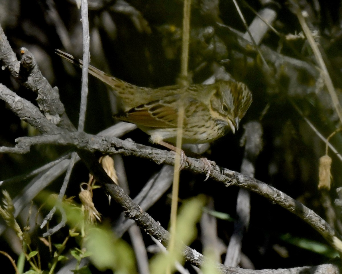 Lincoln's Sparrow - ML642196250