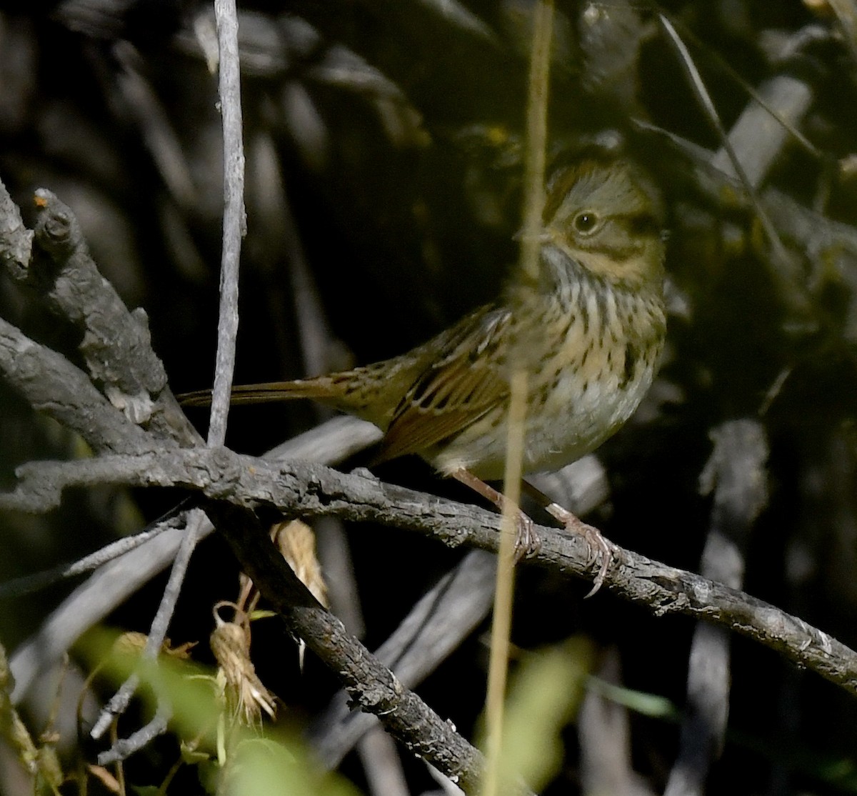 Lincoln's Sparrow - ML642196251