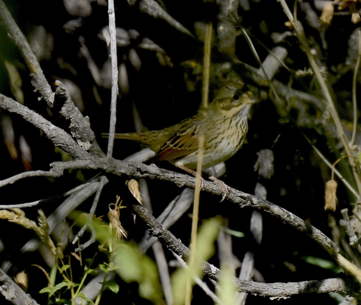 Lincoln's Sparrow - ML642196252