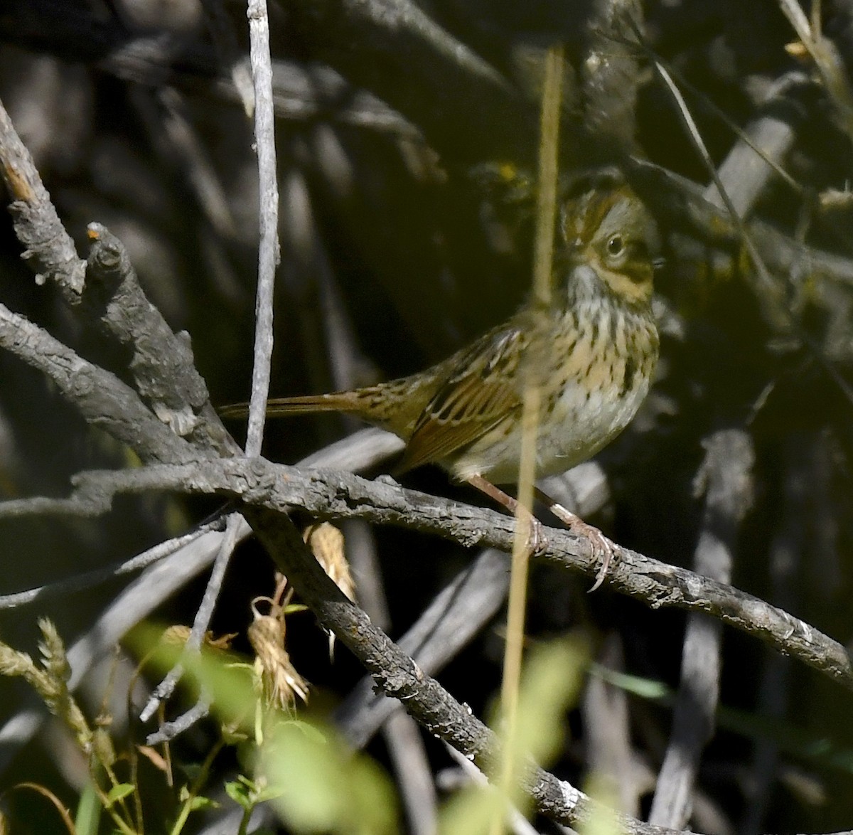 Lincoln's Sparrow - ML642196254