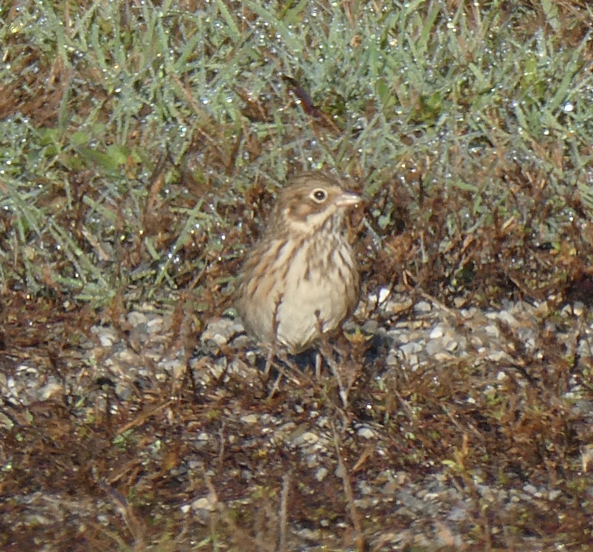 Vesper Sparrow - ML642196262