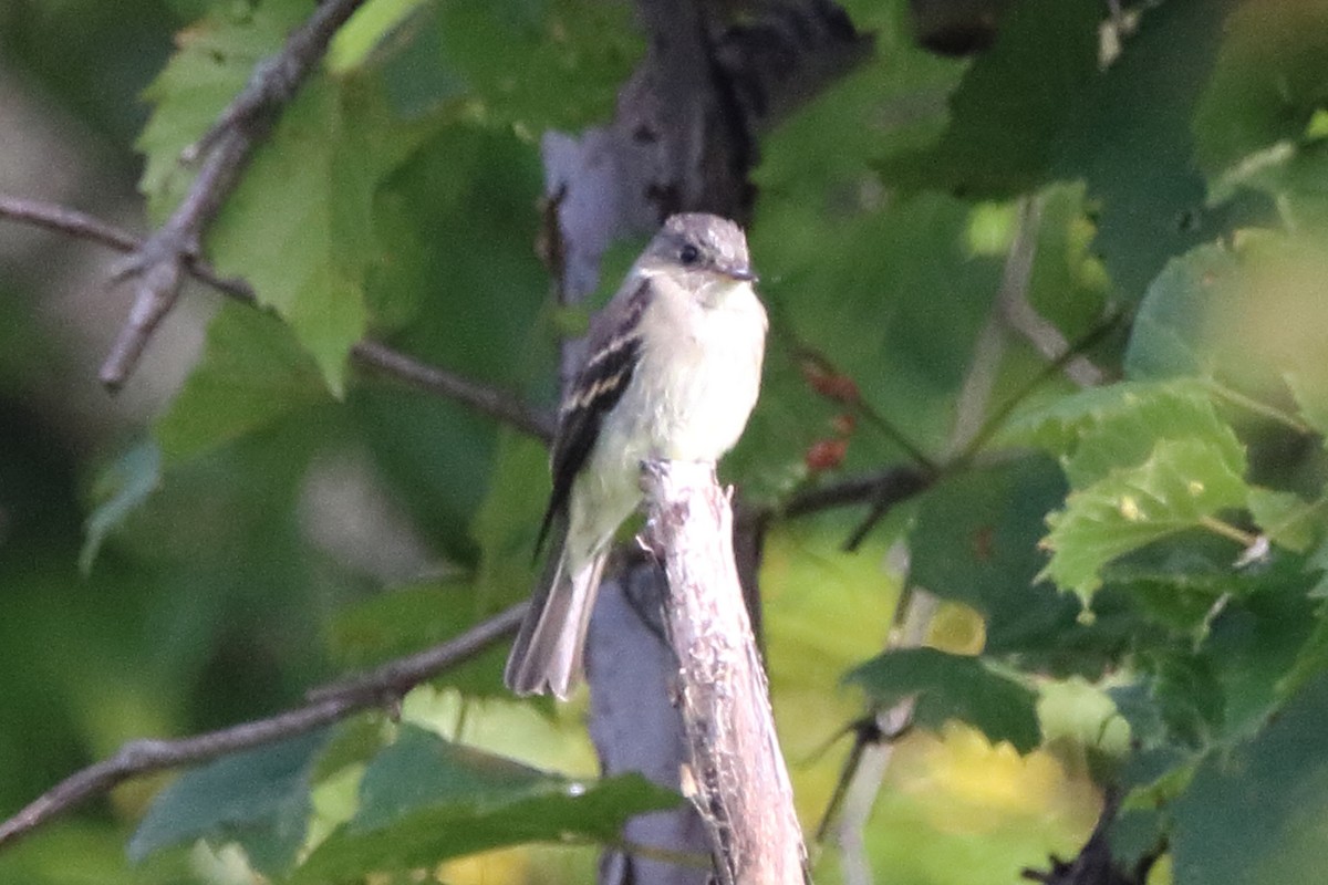 Eastern Wood-Pewee - ML642196271