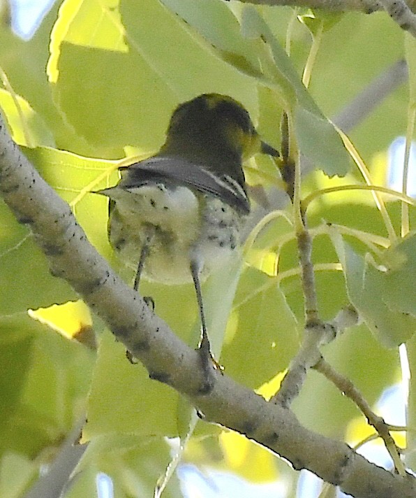 Townsend's Warbler - ML642196272