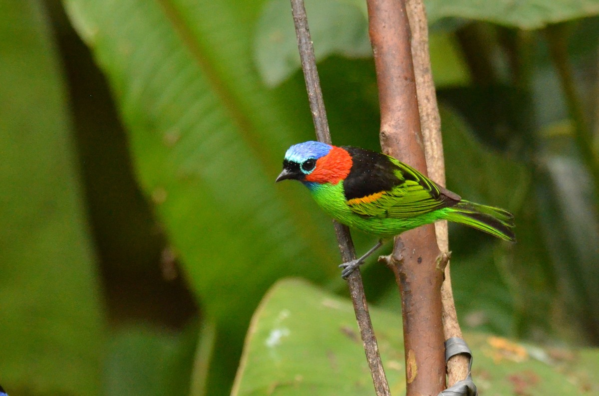Red-necked Tanager - ML642196274