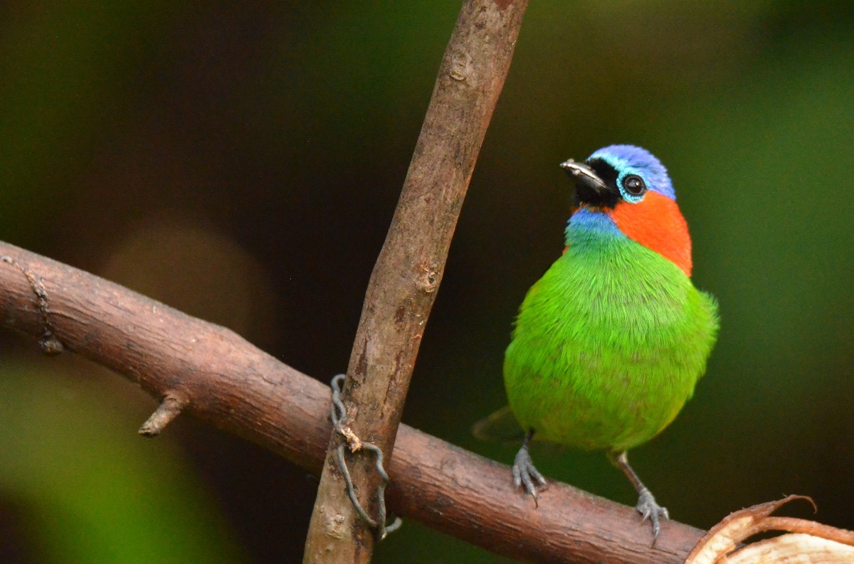 Red-necked Tanager - ML642196275