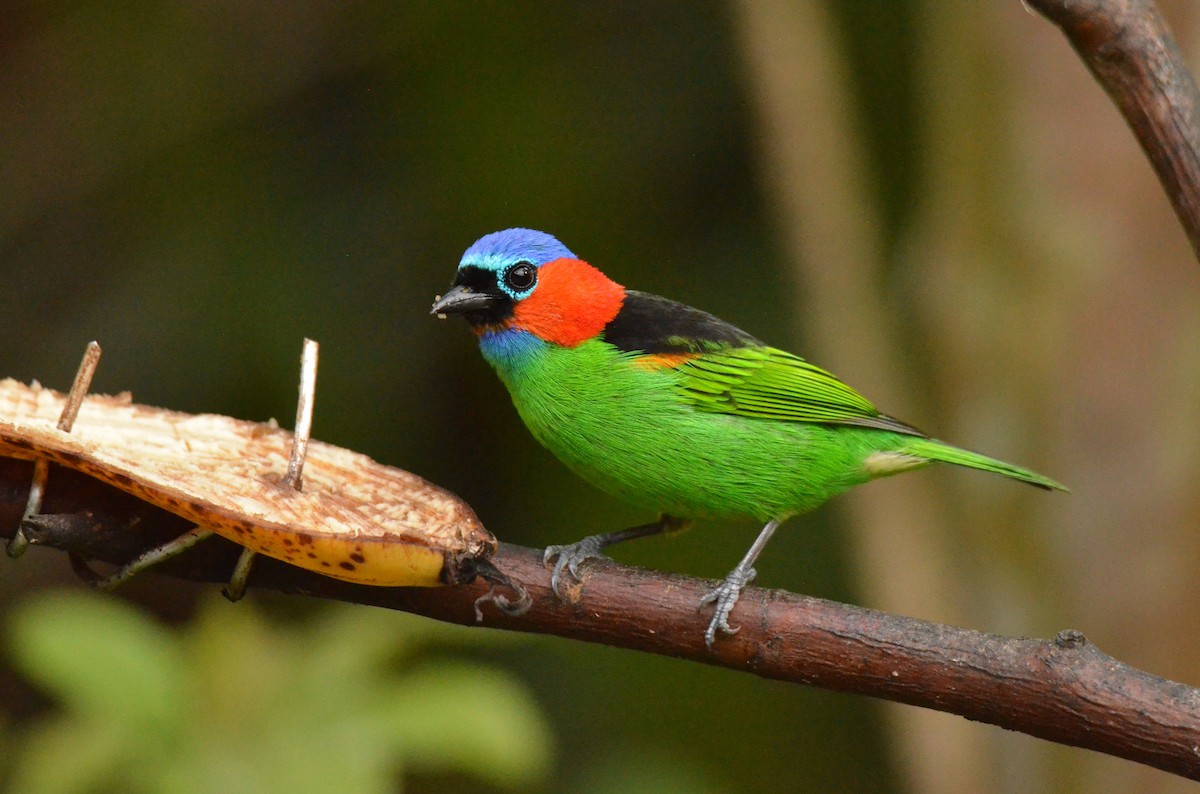 Red-necked Tanager - ML642196276