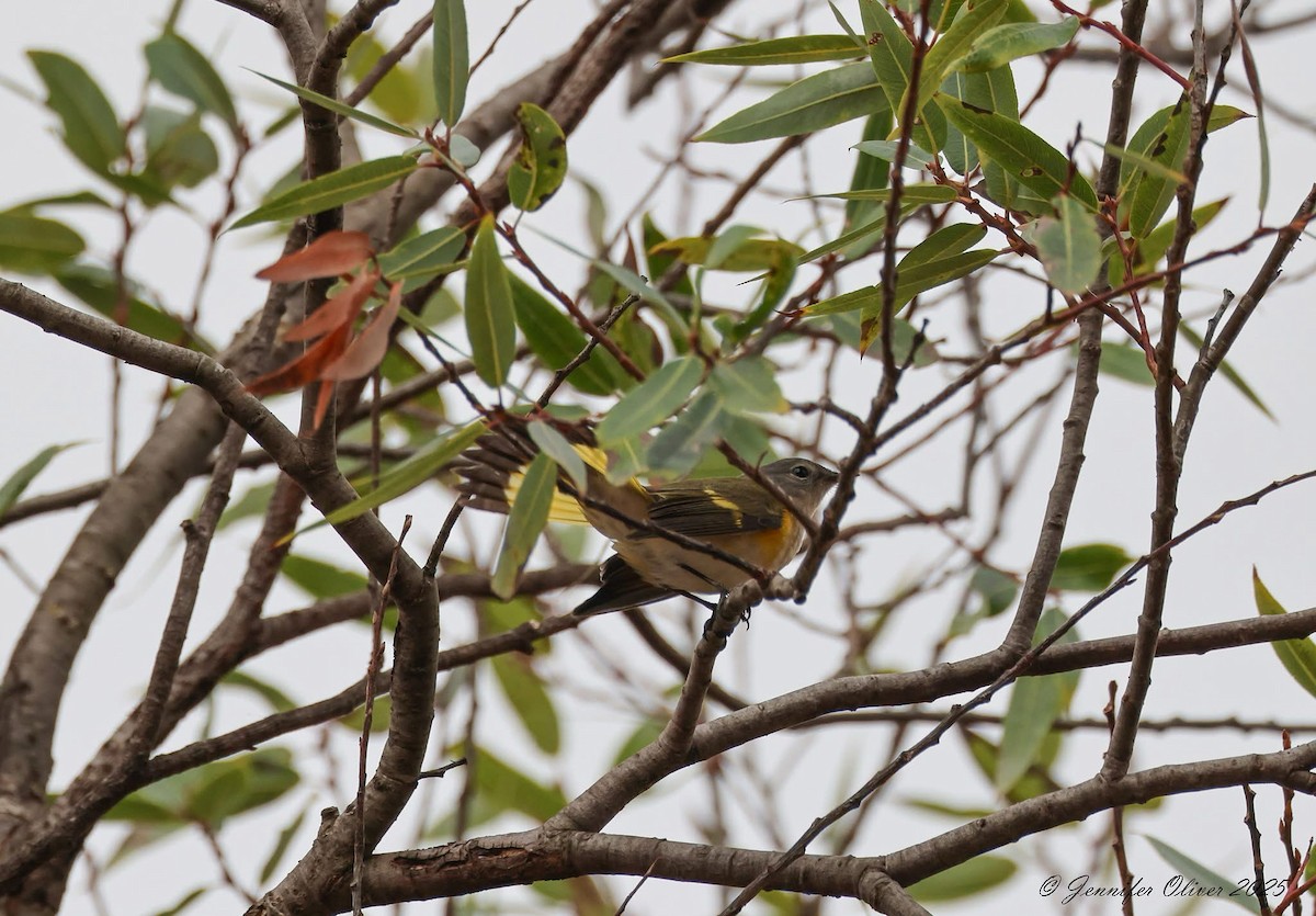American Redstart - ML642196295
