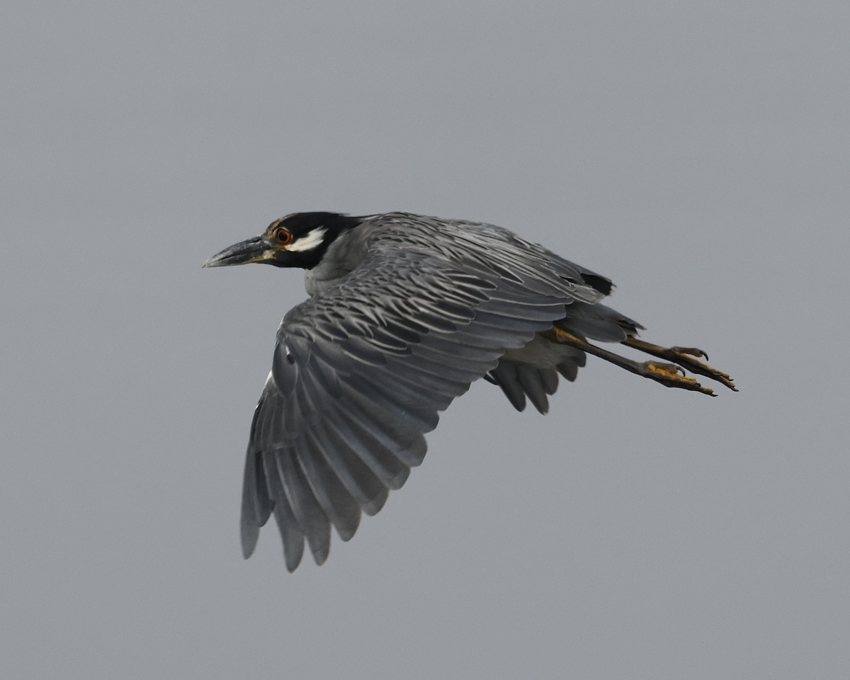 Yellow-crowned Night Heron - ML642196299