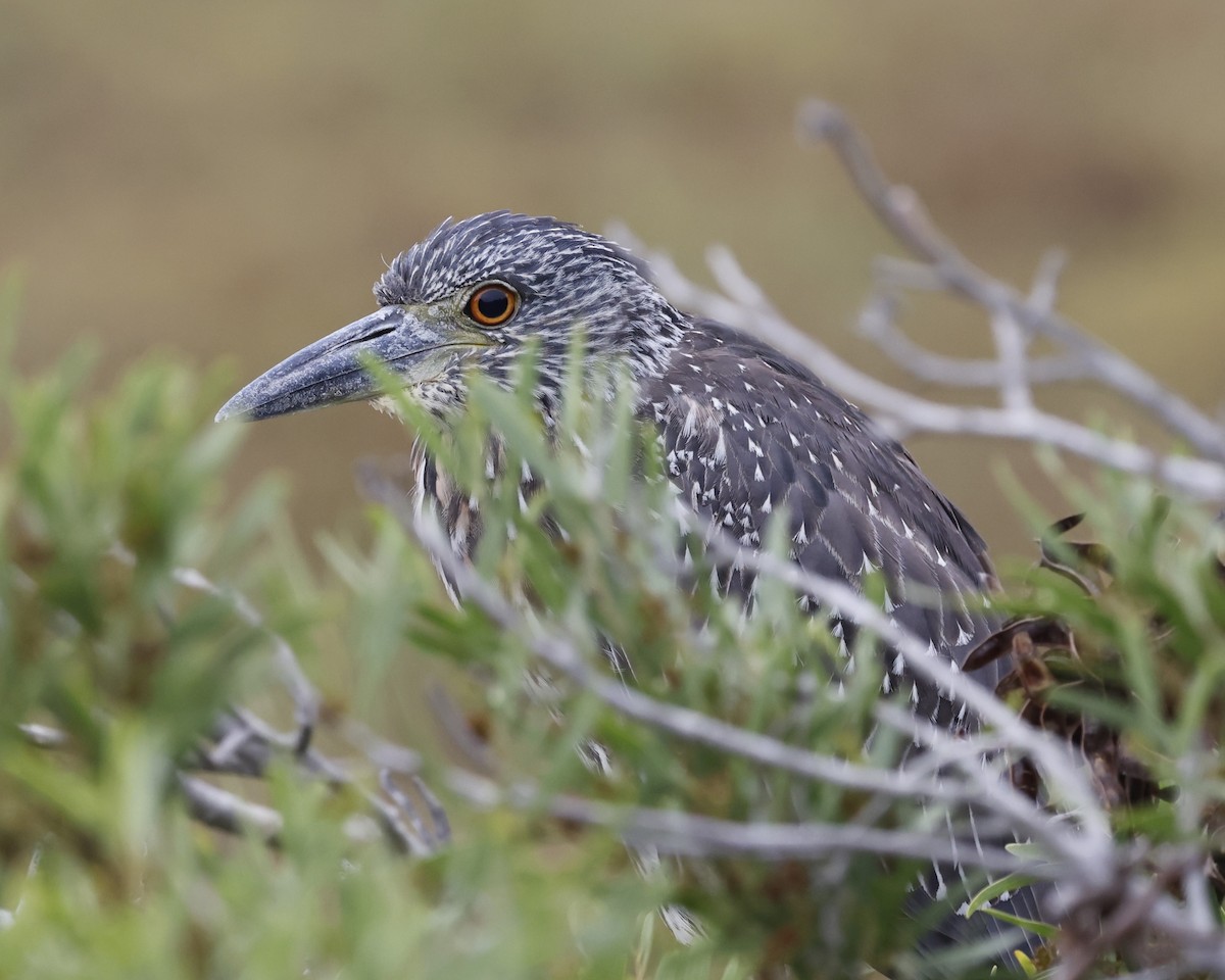 Yellow-crowned Night Heron - ML642196300