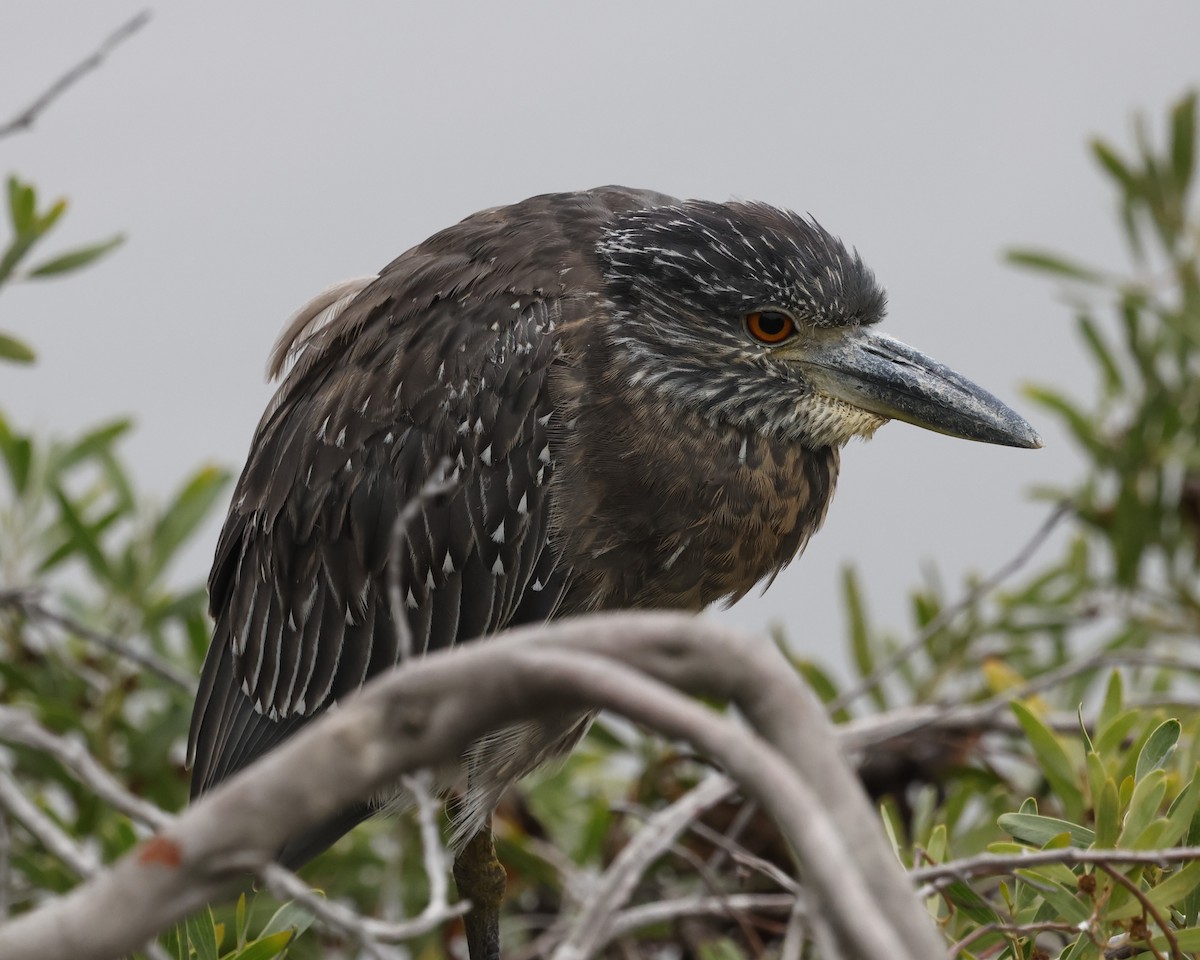 Yellow-crowned Night Heron - ML642196301