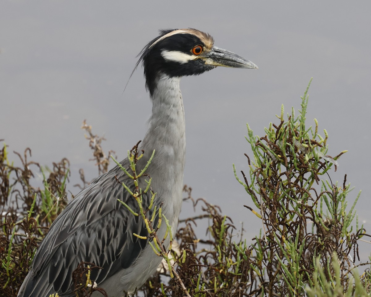 Yellow-crowned Night Heron - ML642196302