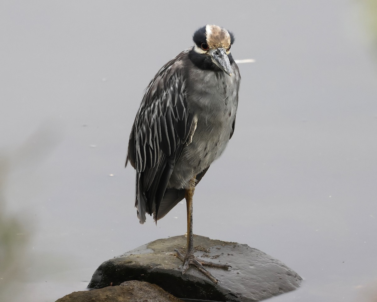 Yellow-crowned Night Heron - ML642196303