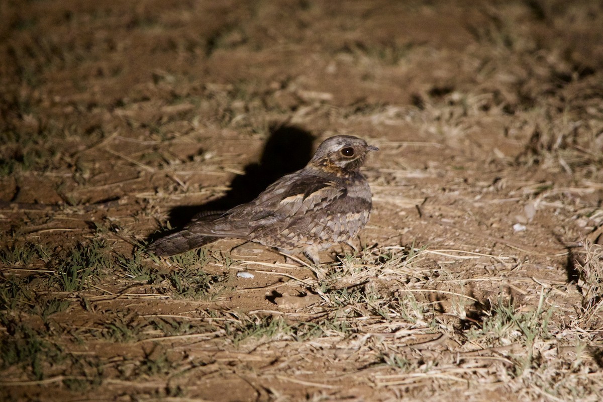 Rufous-cheeked Nightjar - ML642196305