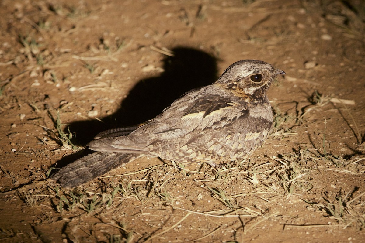 Rufous-cheeked Nightjar - ML642196306