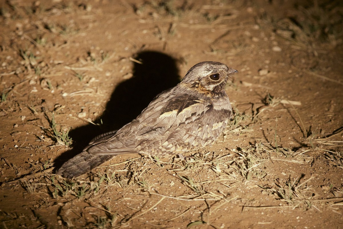 Rufous-cheeked Nightjar - ML642196307