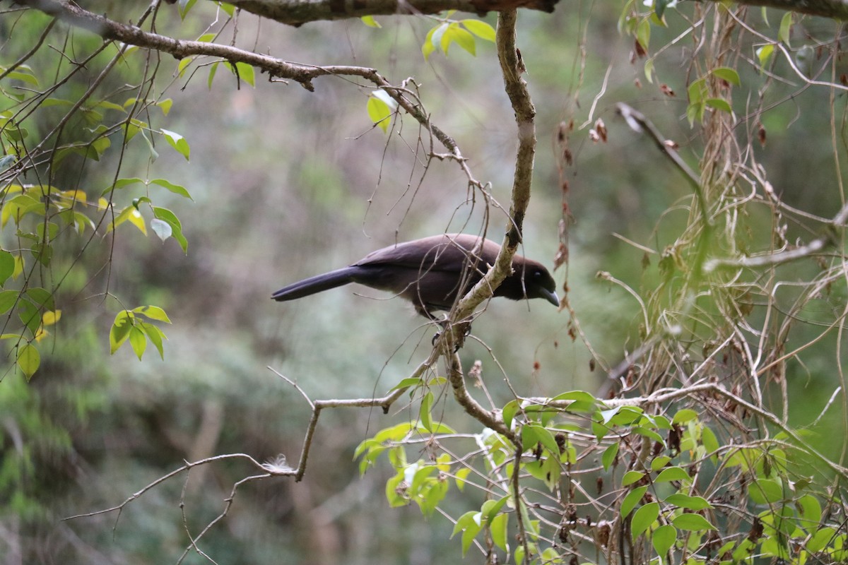 Purplish Jay - ML642196318