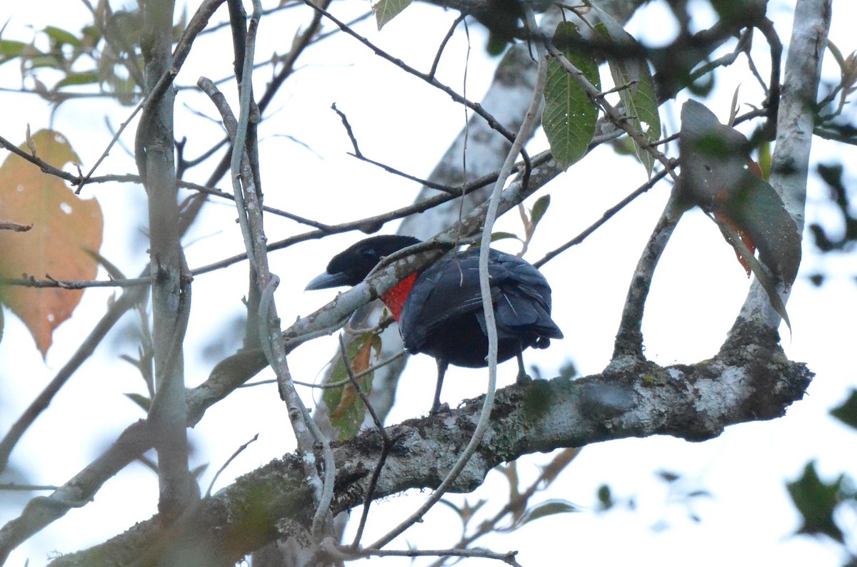 Red-ruffed Fruitcrow - ML642196327