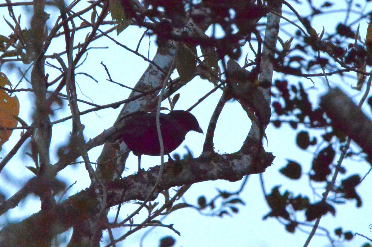 Red-ruffed Fruitcrow - ML642196328