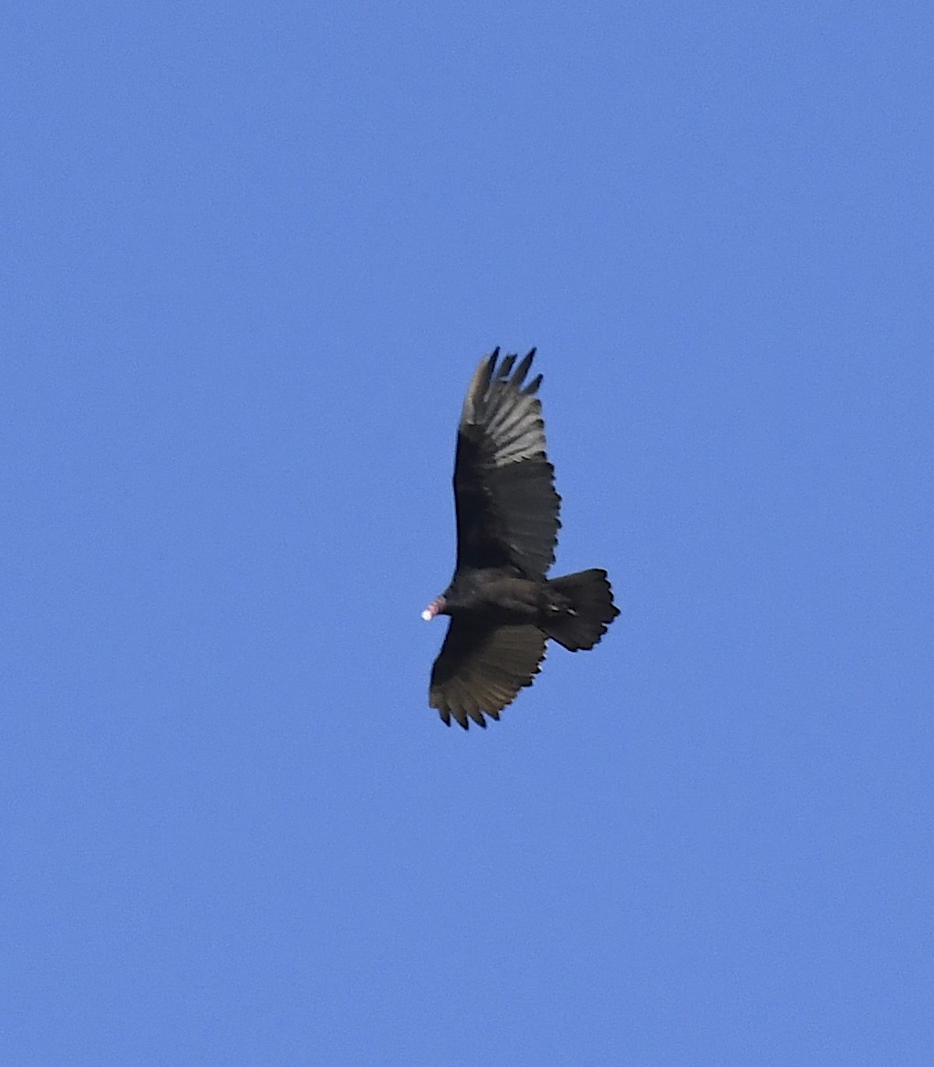 Turkey Vulture - ML642196329