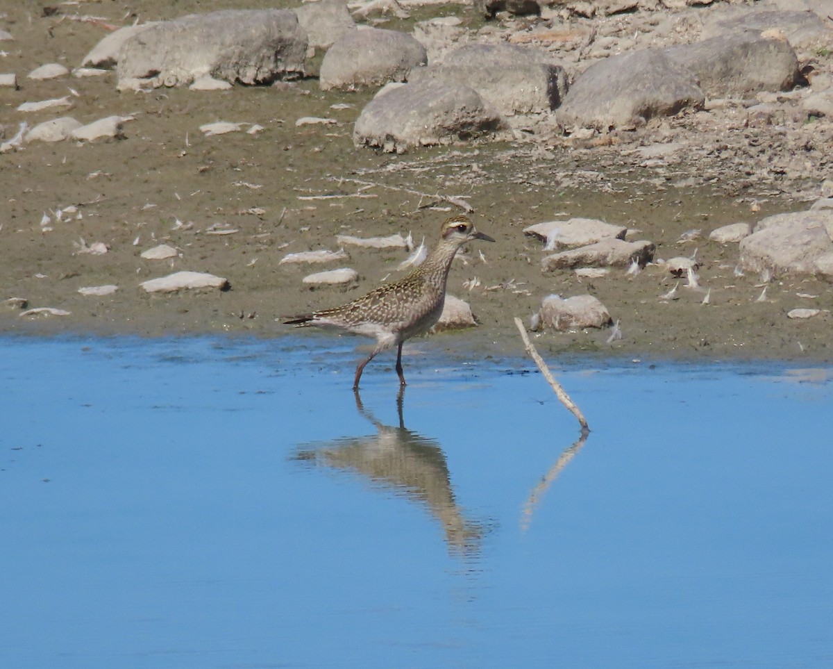 American Golden-Plover - ML642196335