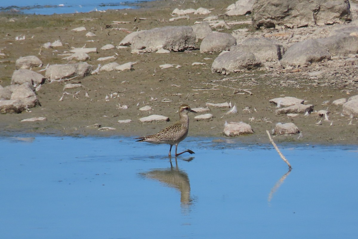 American Golden-Plover - ML642196336
