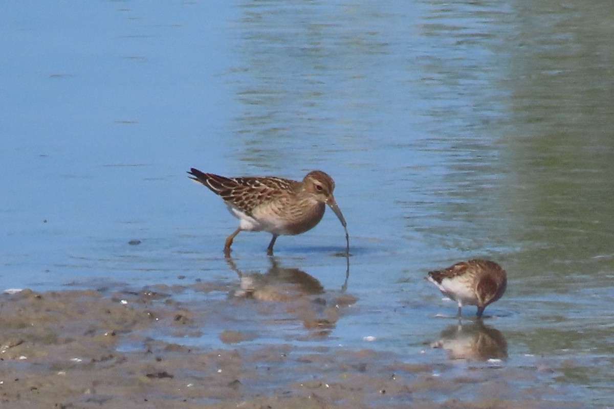 Pectoral Sandpiper - ML642196339