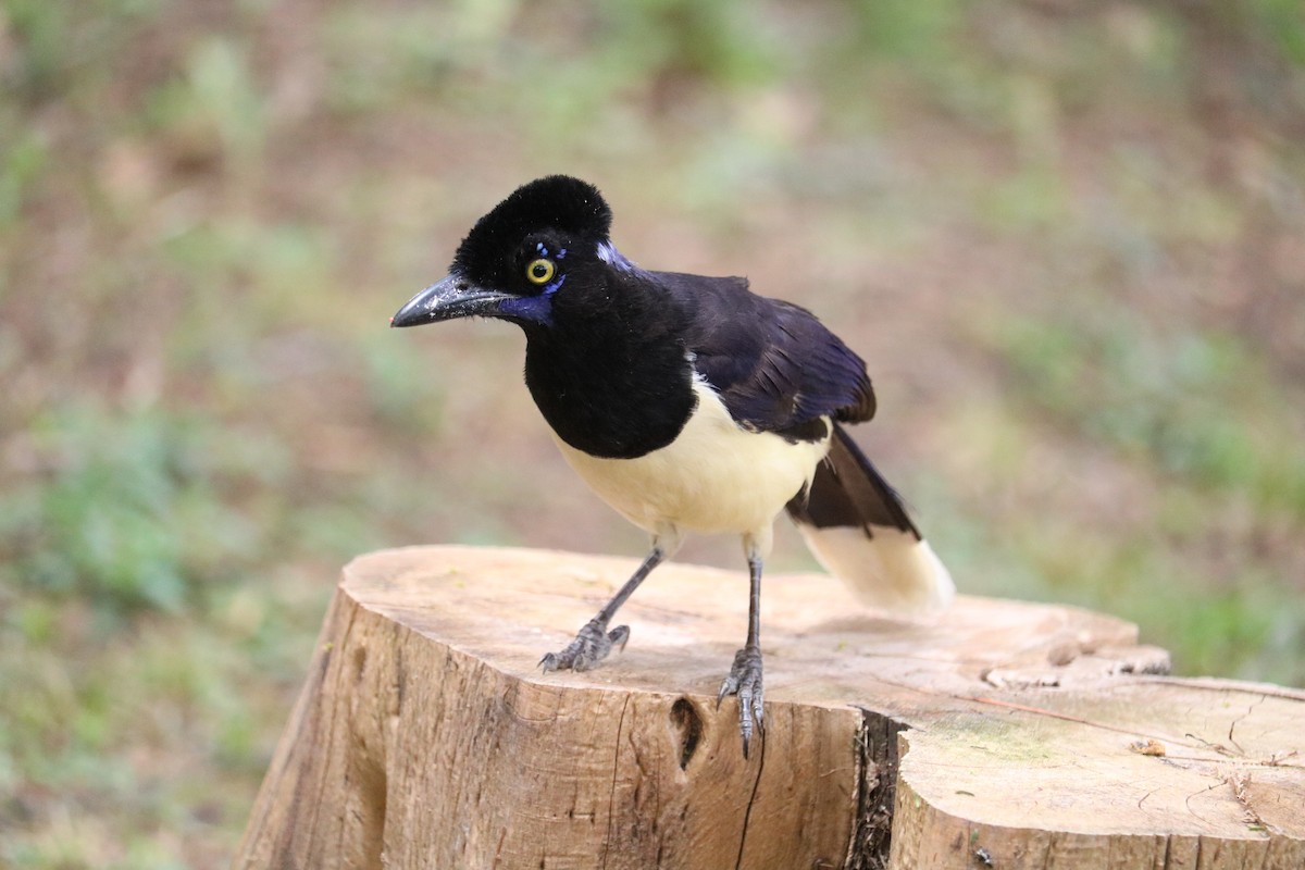 Plush-crested Jay - ML642196341