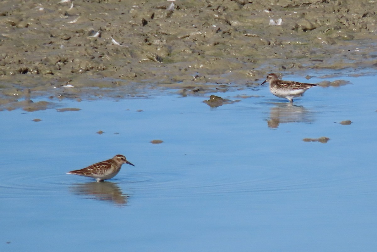 Semipalmated Sandpiper - ML642196347