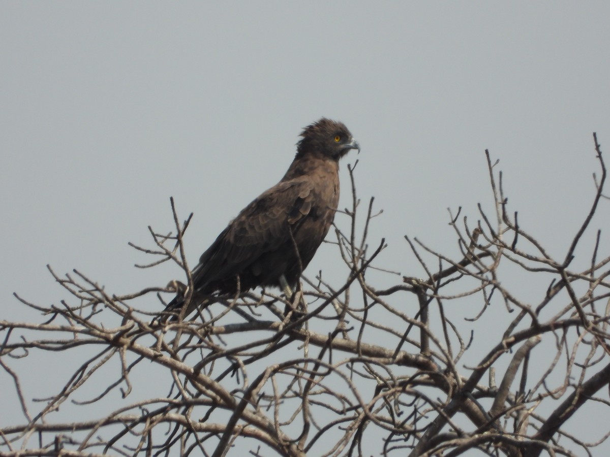 Brown Snake-Eagle - ML642196348