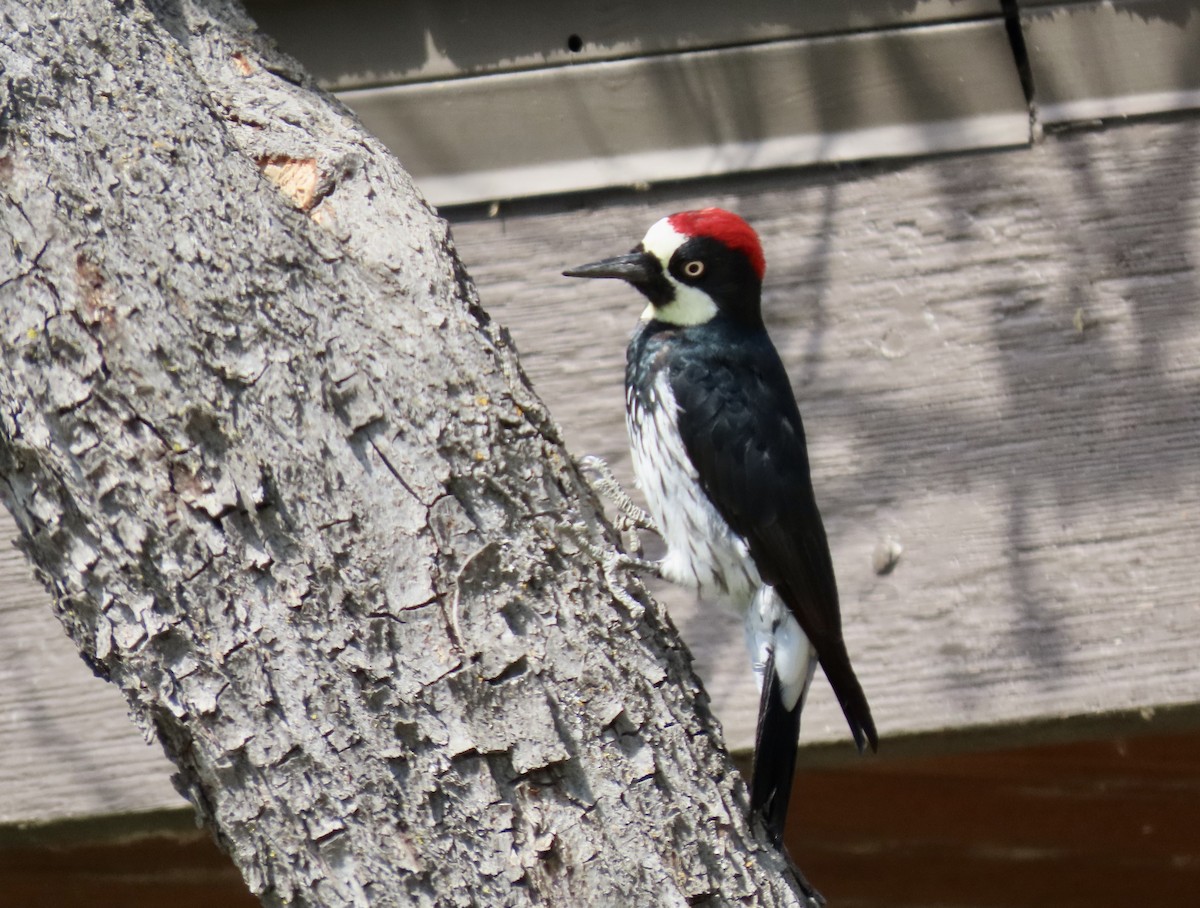 Acorn Woodpecker - ML642196349