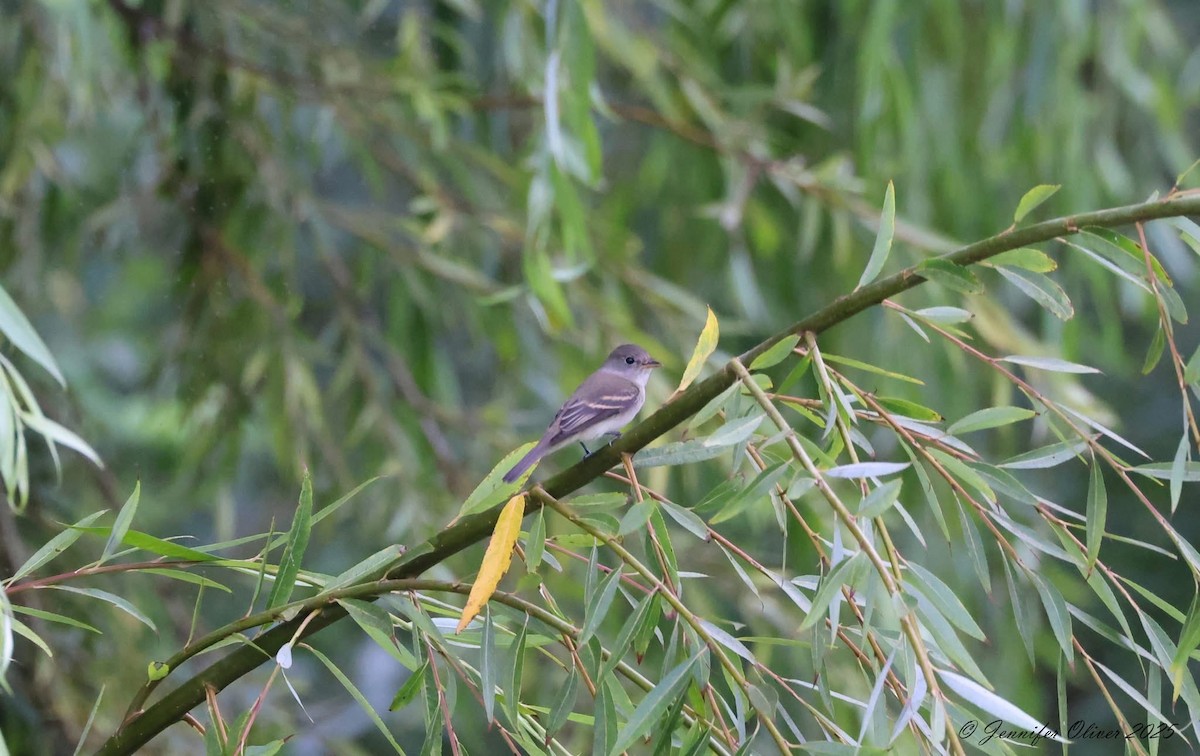 Willow Flycatcher - ML642196355