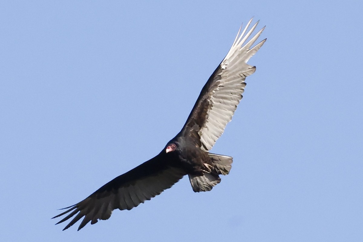 Turkey Vulture - ML642196366