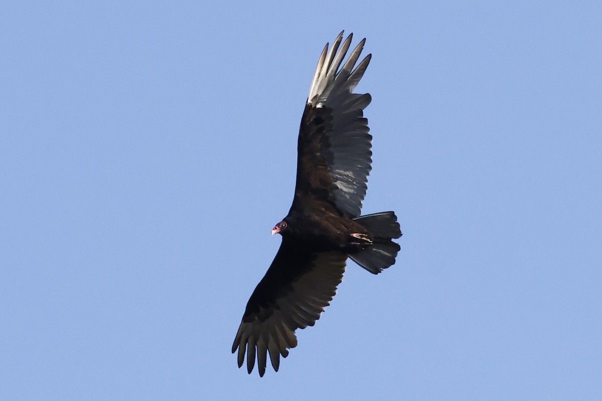 Turkey Vulture - ML642196367