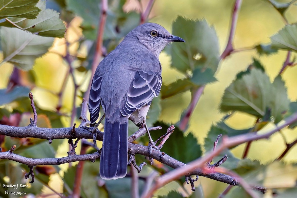 Northern Mockingbird - ML642196374