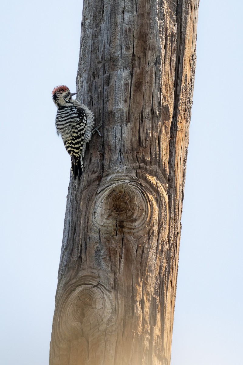Ladder-backed Woodpecker - ML642196383