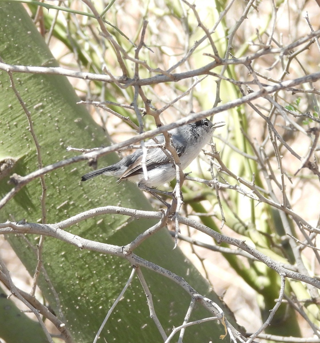 Black-tailed Gnatcatcher - ML642196386