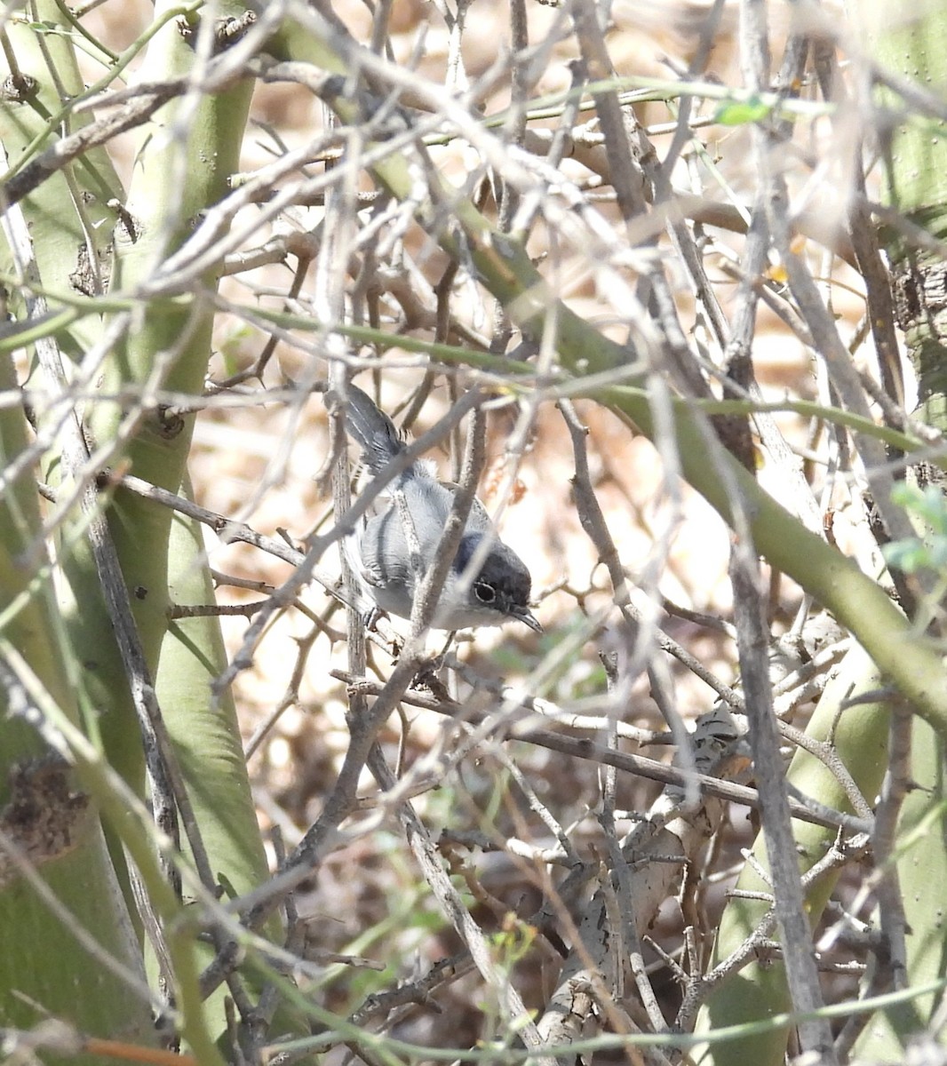Black-tailed Gnatcatcher - ML642196398