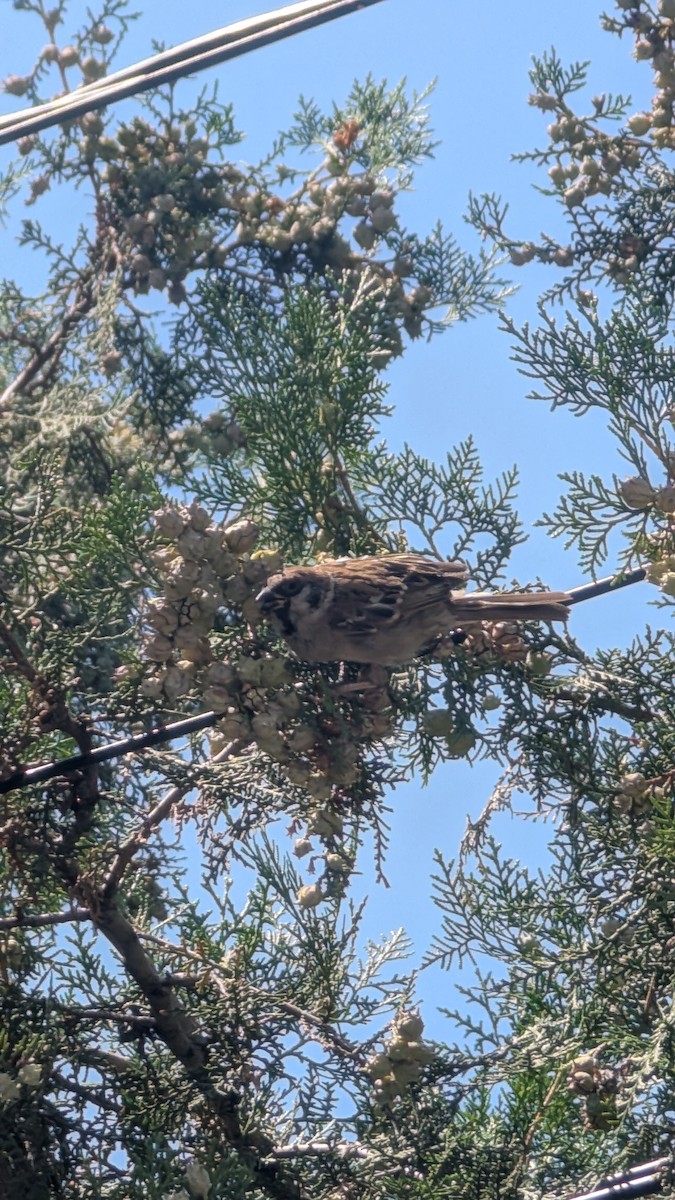 Eurasian Tree Sparrow - ML642196410