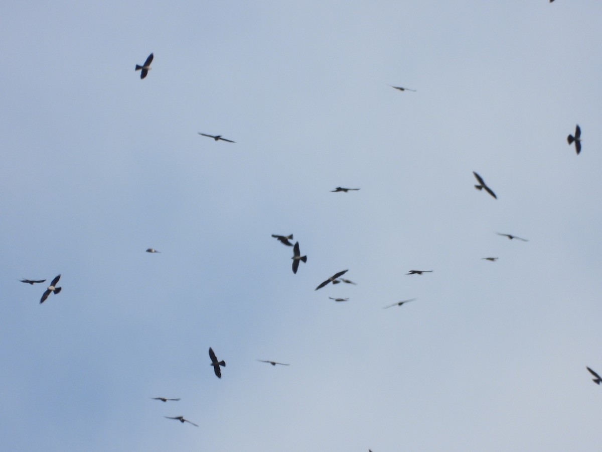 Mississippi Kite - ML642196418