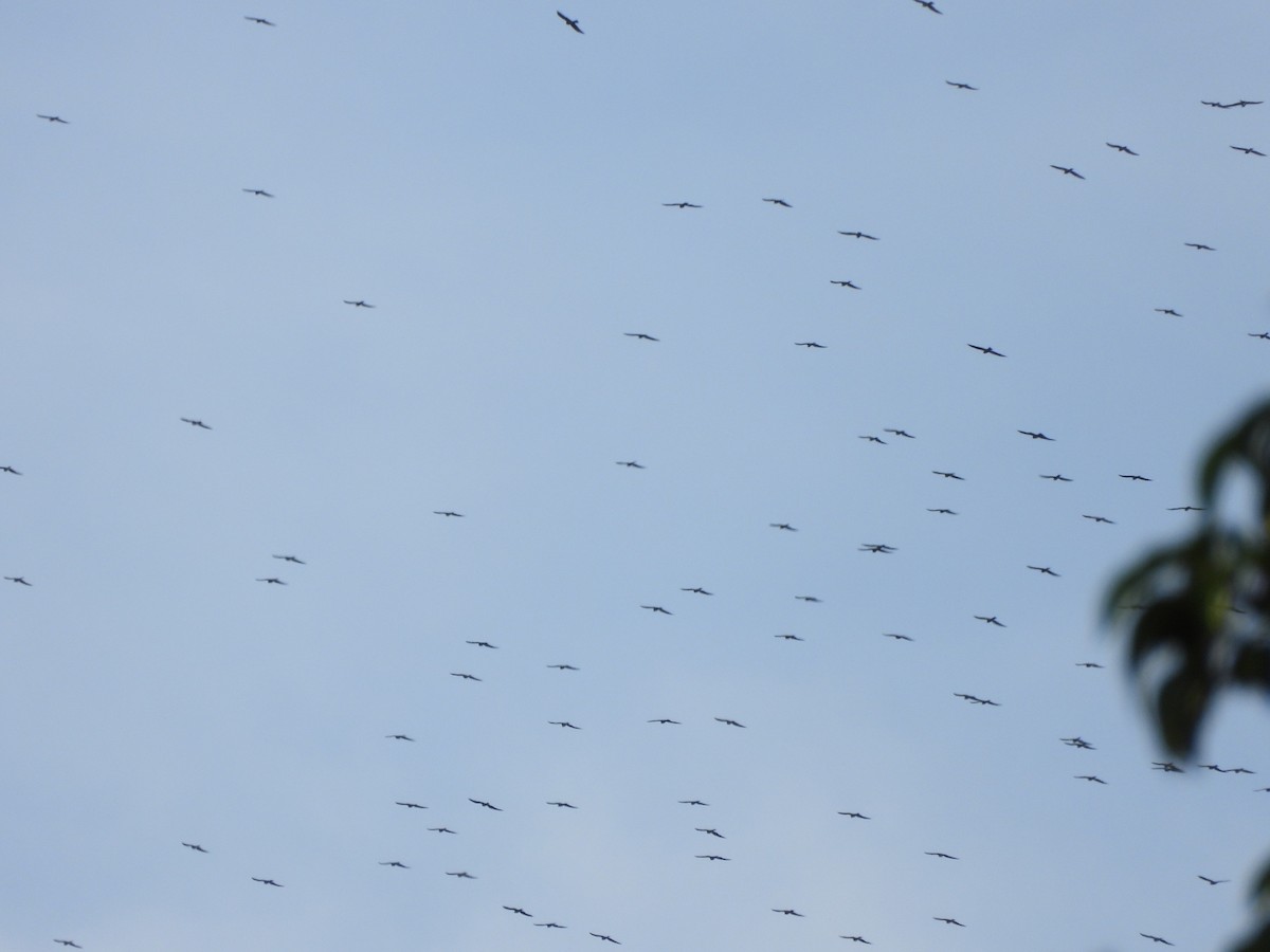 Mississippi Kite - ML642196419