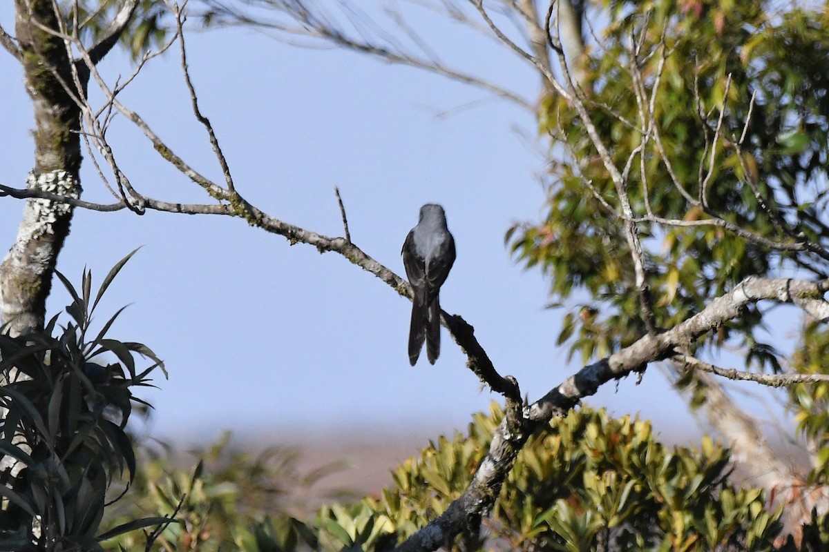 Shear-tailed Gray Tyrant - ML642196444