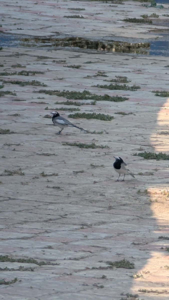 White Wagtail - ML642196454