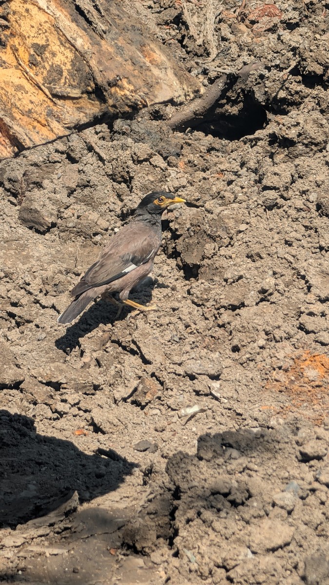 Common Myna - ML642196479
