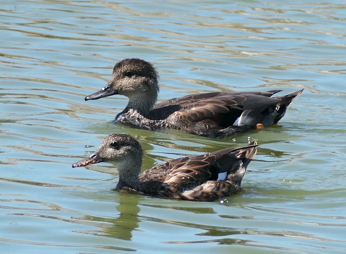 Gadwall - ML642196490