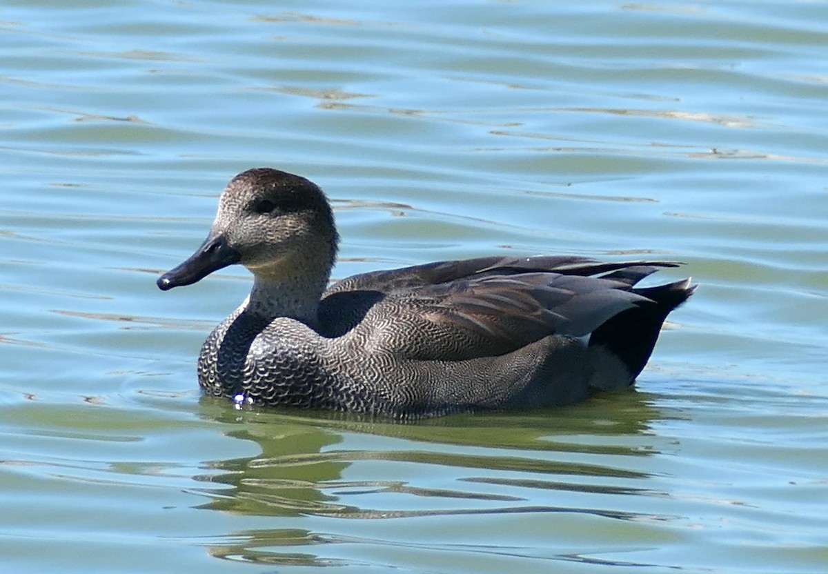 Gadwall - ML642196491